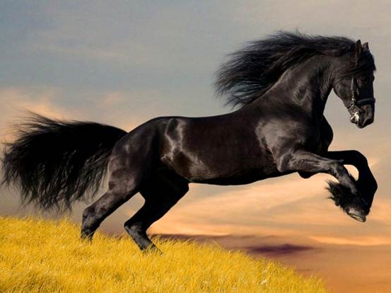 Descripcin: E:\17a 04 caballo negro.jpg